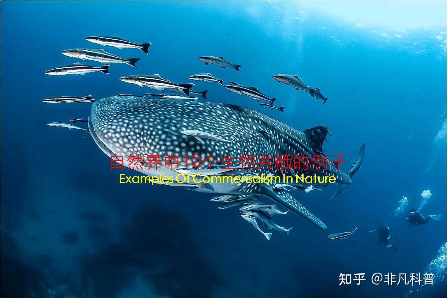 什么是生物共栖关系？看一看自然界中生物共栖关系的10个例子。 - 知乎