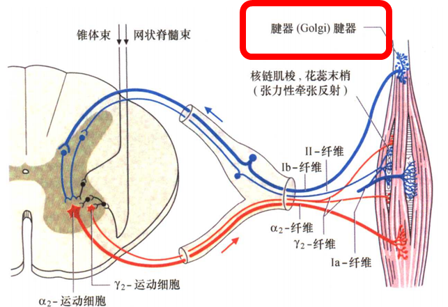 肌梭结构图片