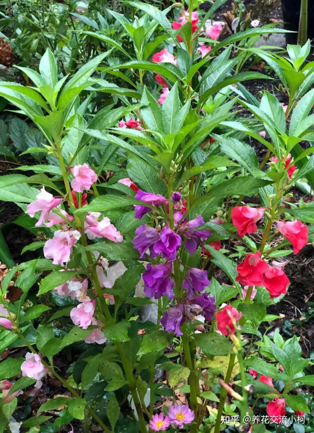 常见的指甲花、新几内亚凤仙和苏丹凤仙花,养花盆里就很容易开花 - 知乎