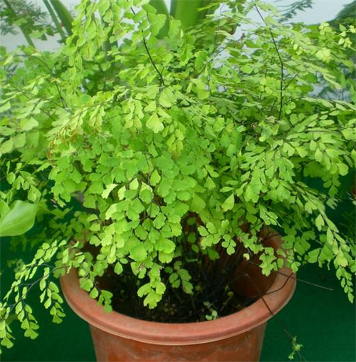 17种室内健康植物