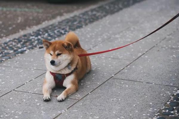 萌宠百科——最容易被卡住的狗狗，柴犬（Shiba Inu） - 知乎