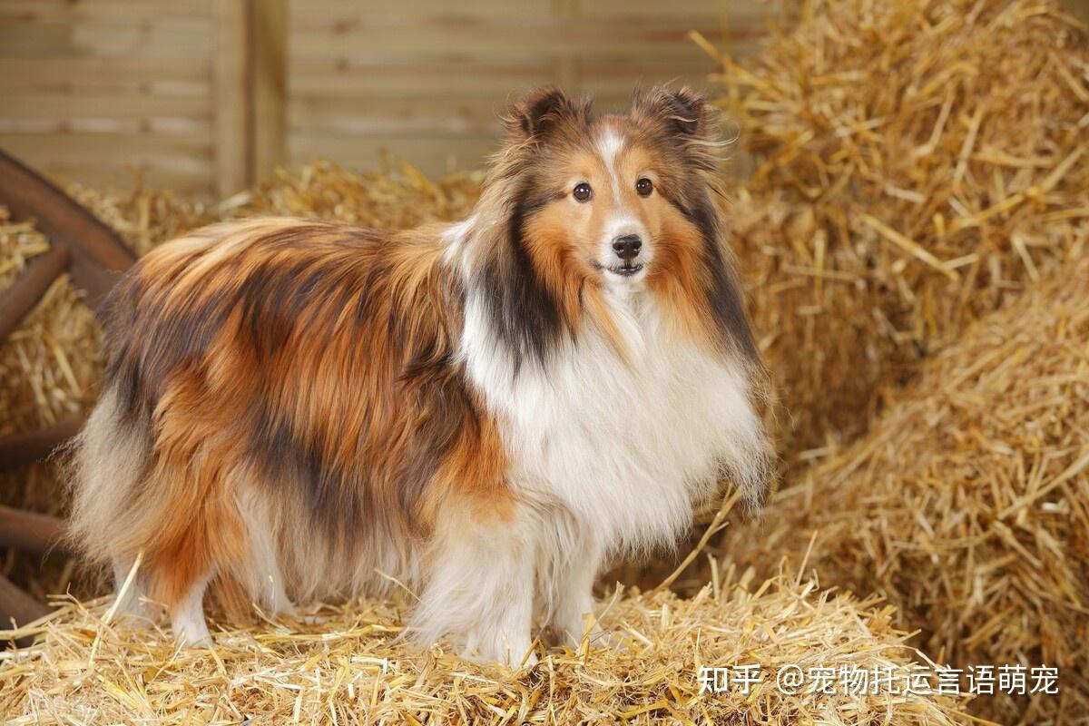 一只喜乐蒂牧羊犬从深圳航空托运到宁波的案例分享