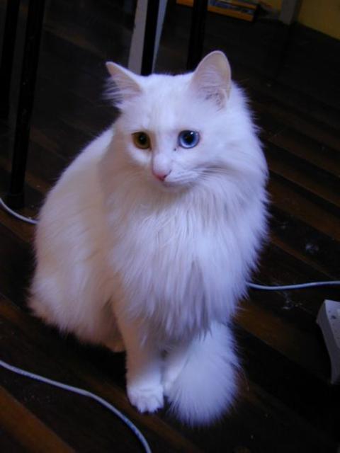 它是天生异瞳,一只眼睛蓝色,一只是黄色.刚到我们家