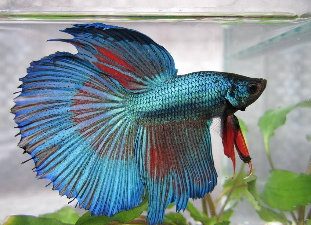 泰国斗鱼怎么养 我说的这8个方面做好 给你惊喜不断 知乎
