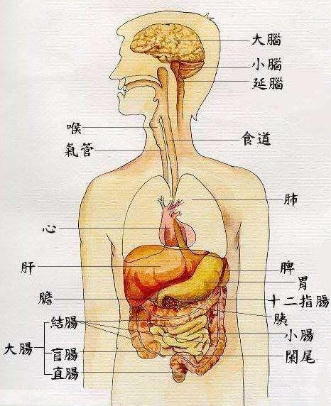 肝和肾的位置图图片