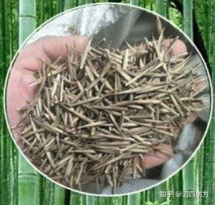 实心竹及文玩——（3）实心竹繁殖方法 - 知乎