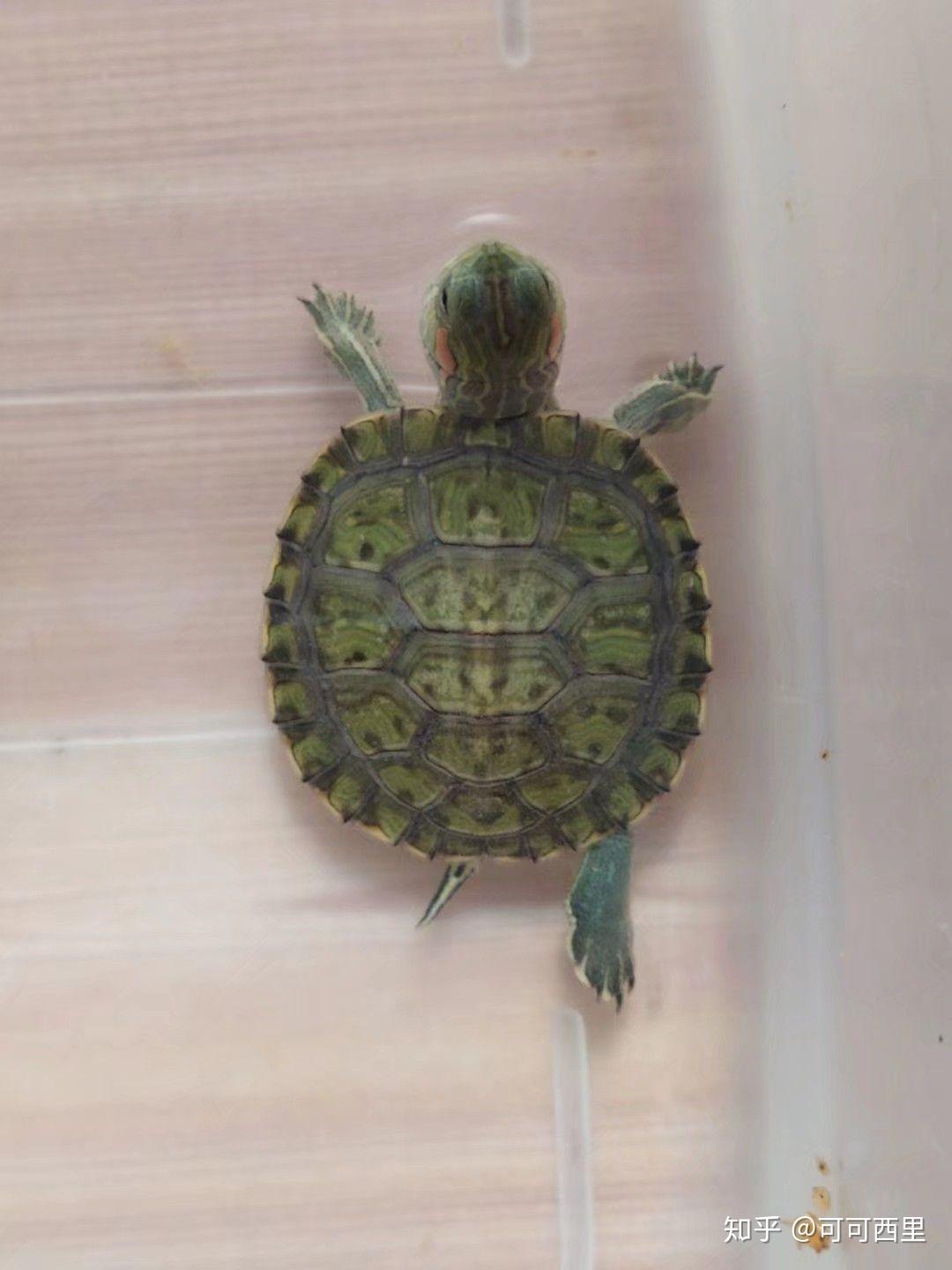 地摊上买的小乌龟用圆形玻璃碗养有什么影响养的时候该注意什么呢