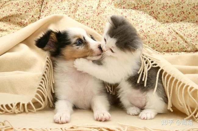 猫狗双全,真的可以吗? - 知乎