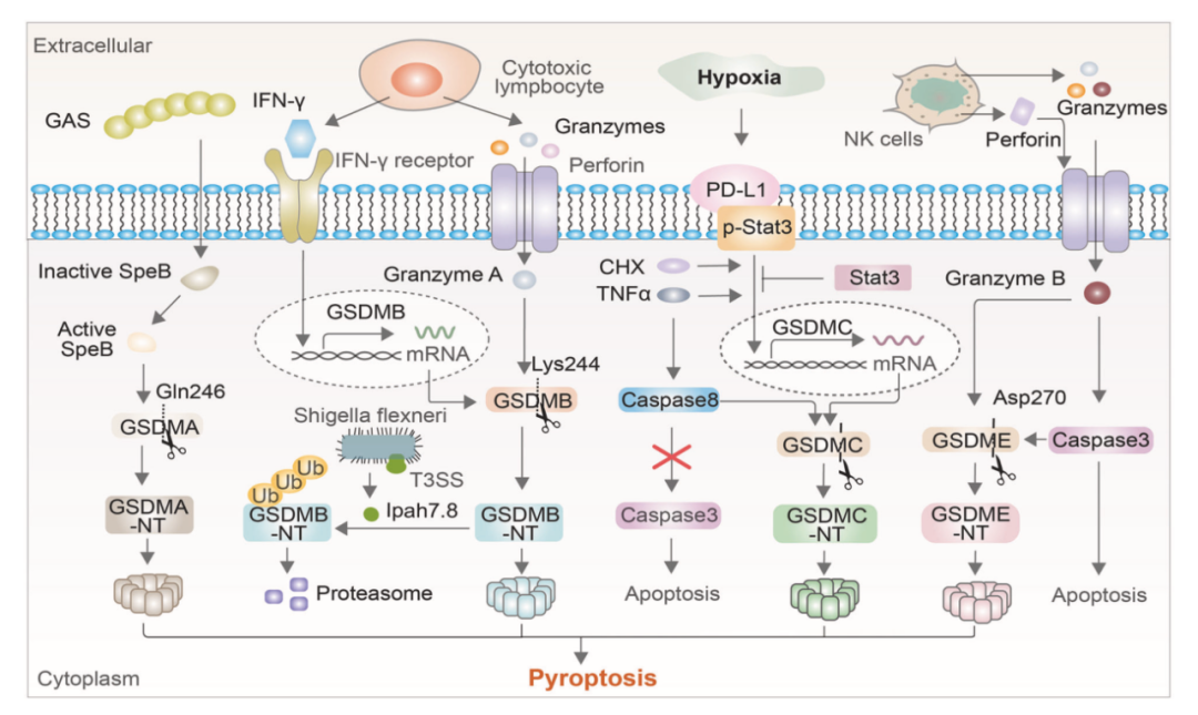 Cell Mol Immunol 丨 细胞焦亡在炎症和癌症中的作用 - 知乎