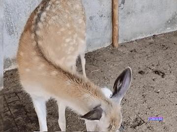 吉林一养殖场出现白色梅花鹿,一身雪白色像仙鹿,这是白化小鹿?