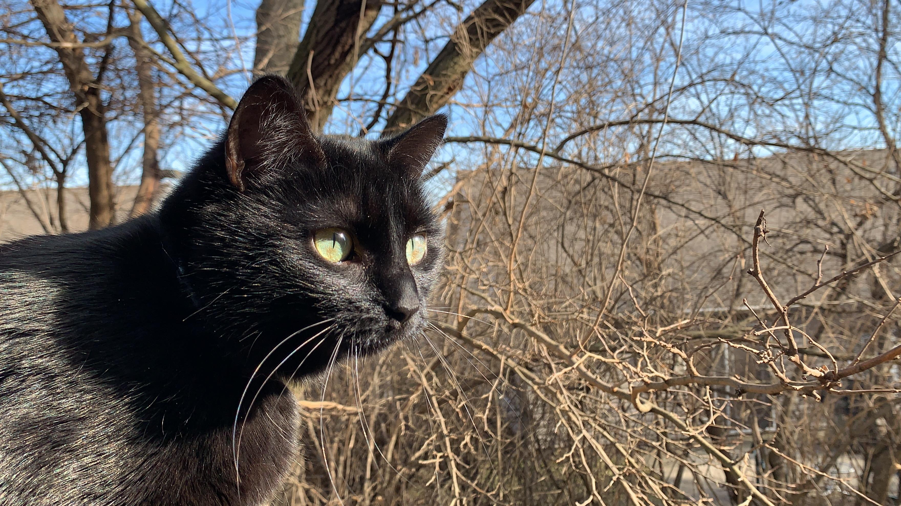 带宠物 猫 从美国回中国攻略 知乎