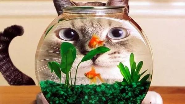 猫咪过夏 没那么轻松 知乎