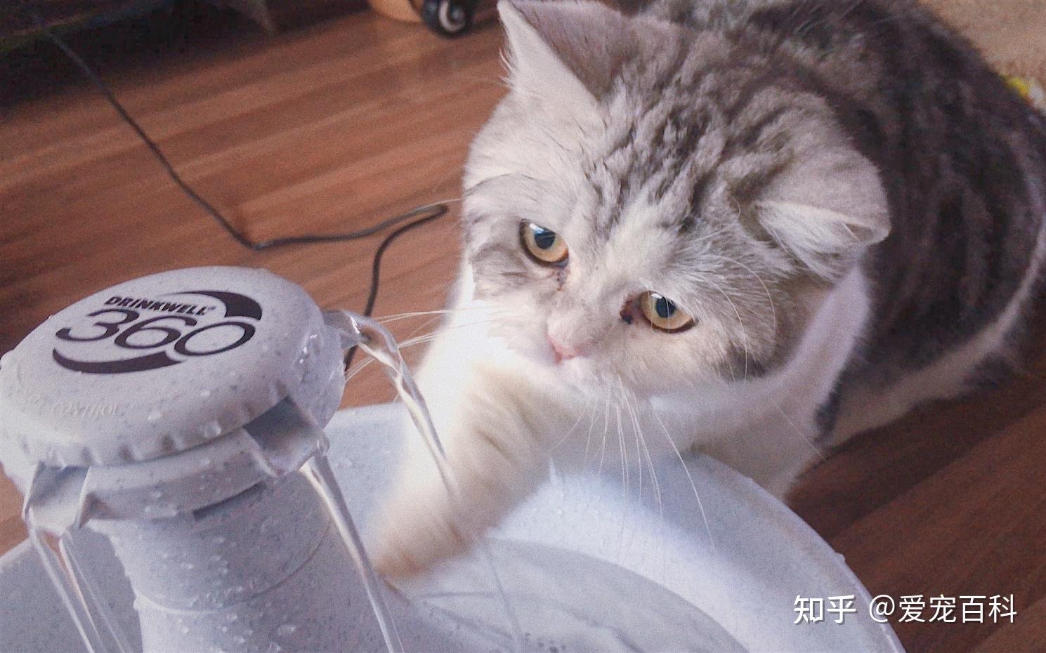 猫咪饮水机自动循环饮水器狗喂水器宠物流动喝水喷泉滤芯猫咪用品-阿里巴巴