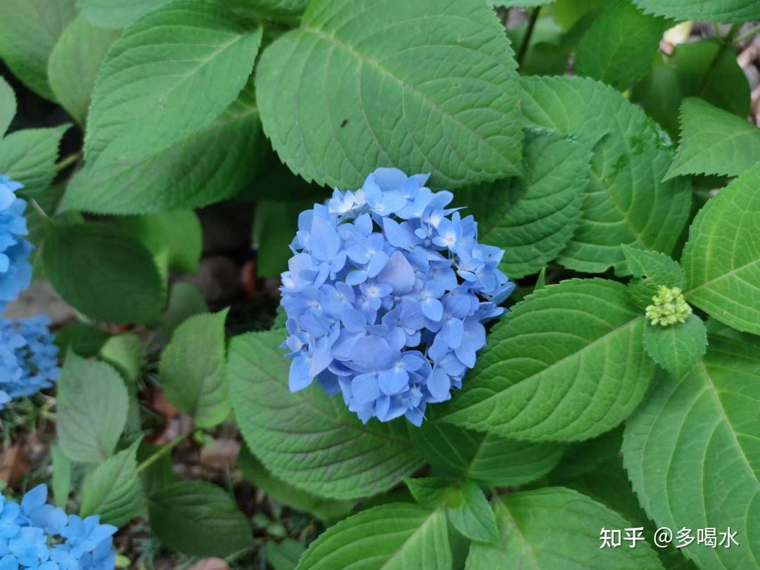 你知道繡球花會變色嗎