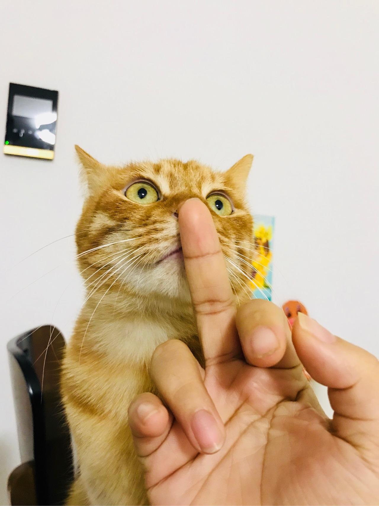 为什么对猫竖中指会扑过去咬? - 知乎