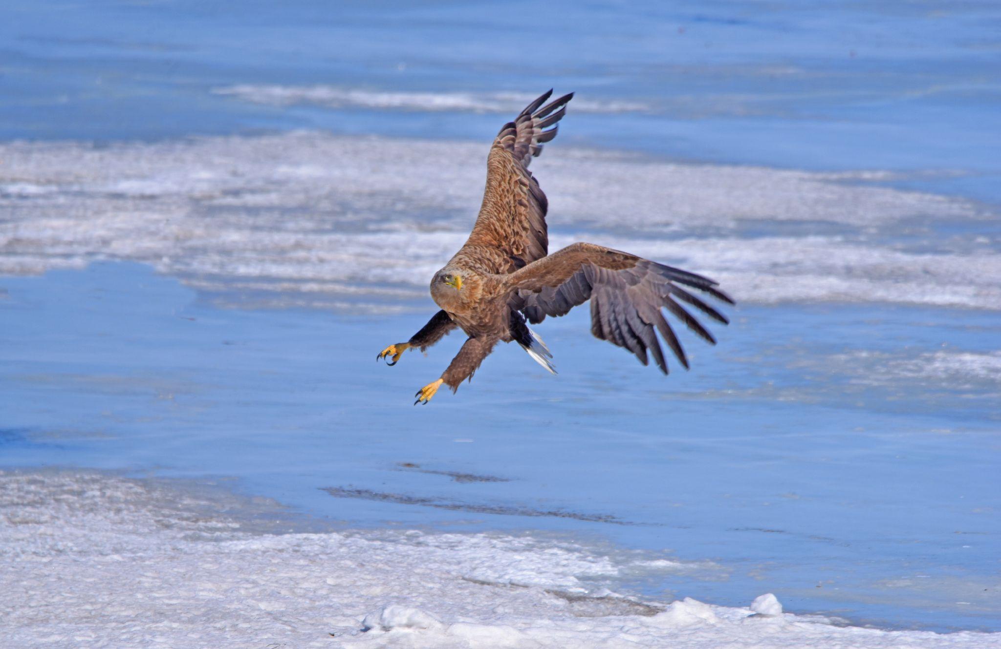 大雕展翅飞翔 - 知乎
