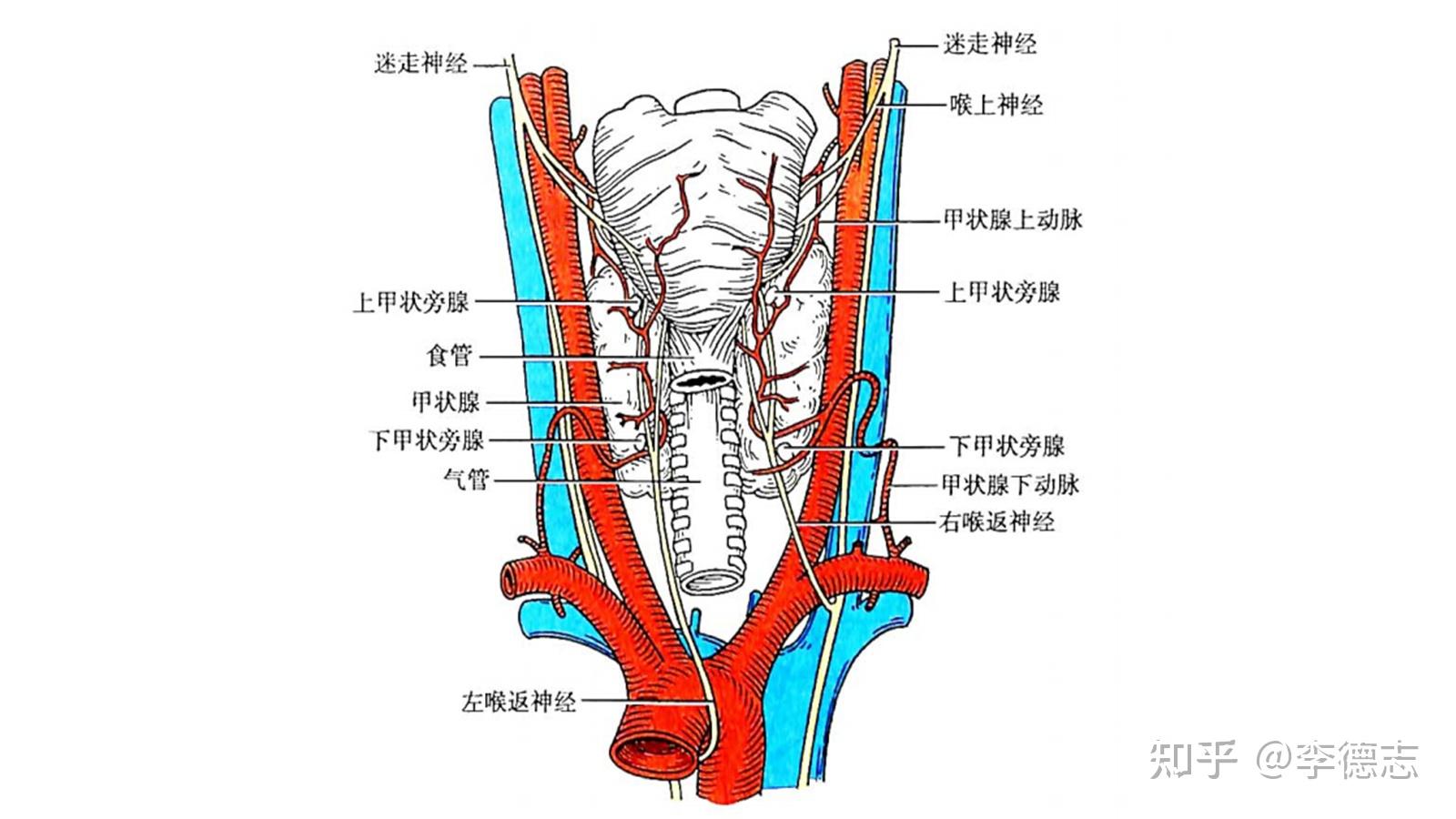 环甲膜位置解剖图图片