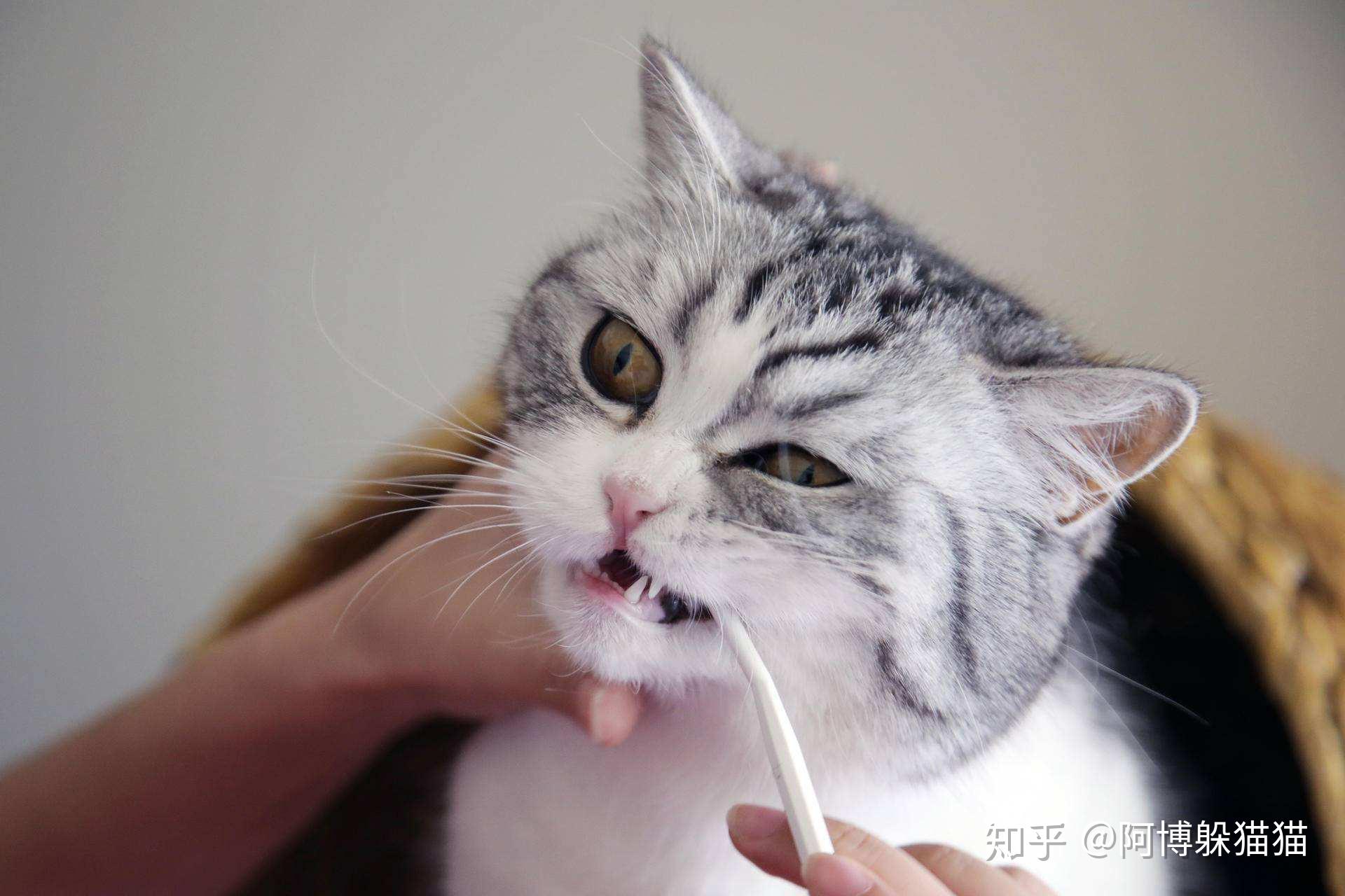 猫の歯磨きのやり方とコツ！どうしても嫌がる場合の対策も | ネコワラ！