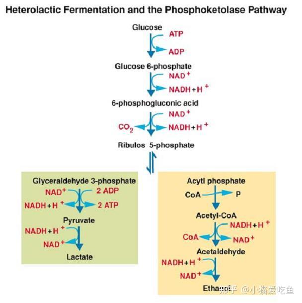 《微生物学》主要知识点-06 第六章 微生物的代谢 - 知乎