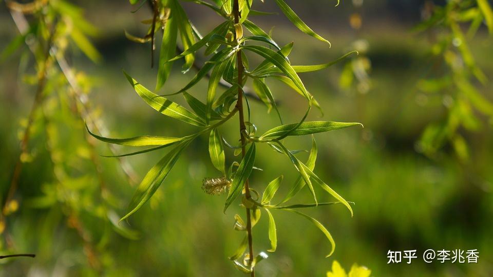 刘禹锡《杨柳枝词九首》白话文意思:晚风吹起柳絮像雪花飞舞,飞进