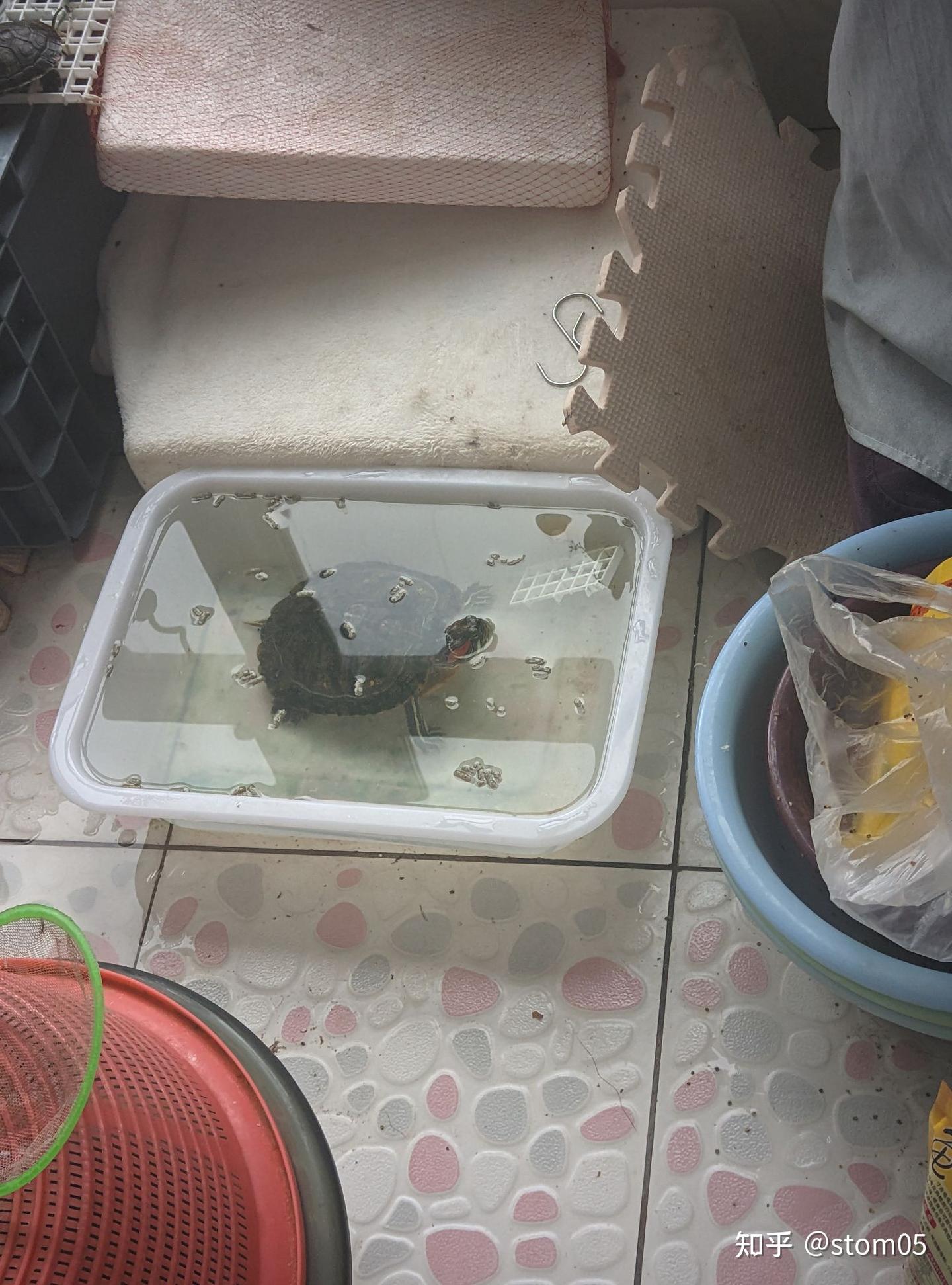 聊聊怎么和巴西龟互动- 知乎