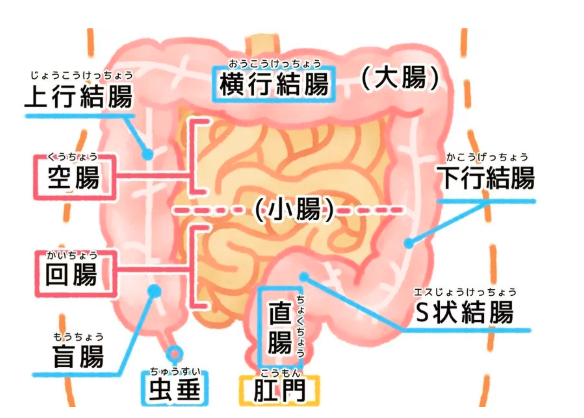 人人害怕的结直肠癌 医生说 做好预防和提前检查 并不可怕 知乎