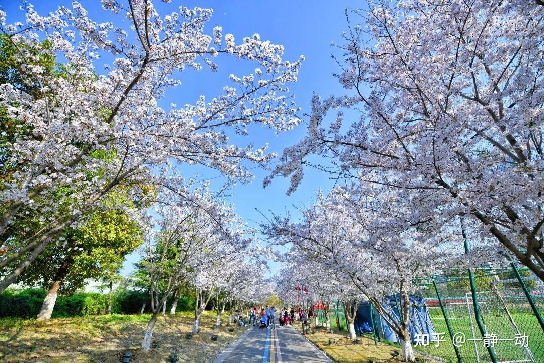 西漳公园樱花大道图片