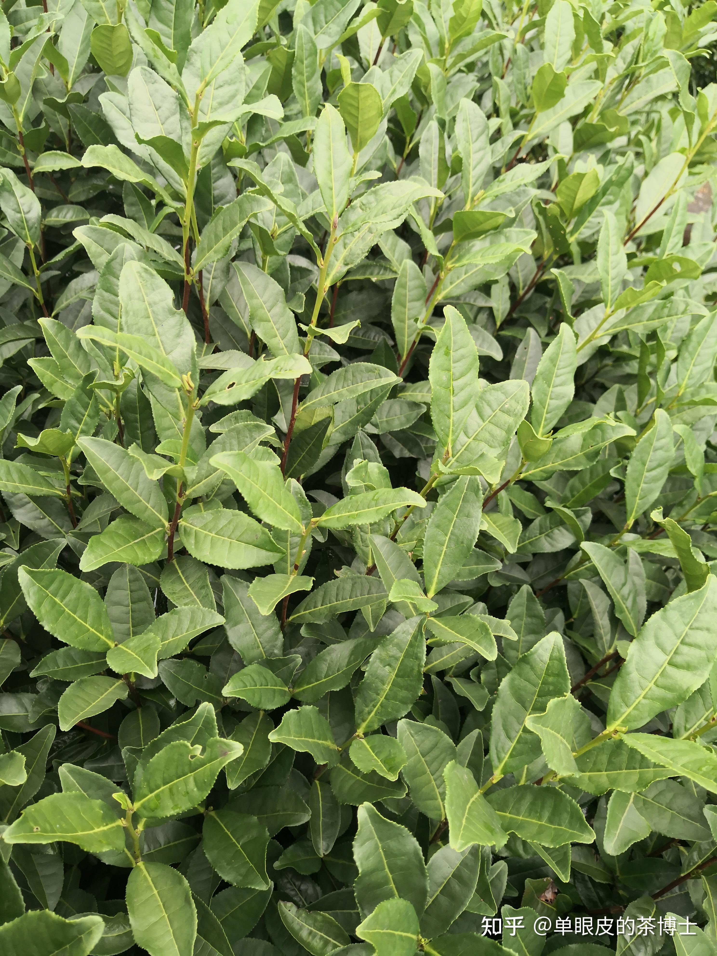 茶树品种龙井43