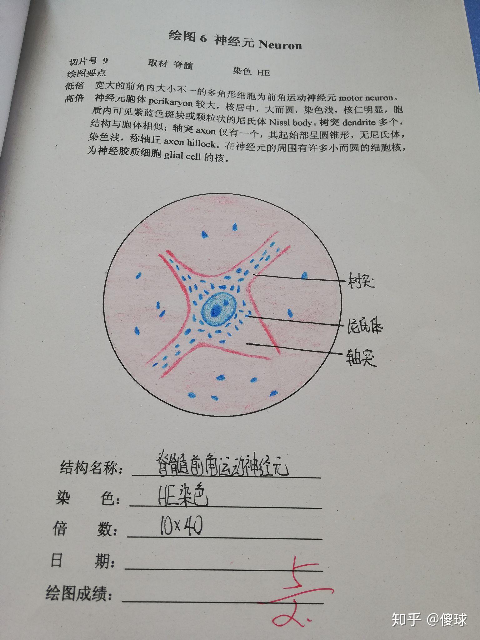 神经元手绘图红蓝铅笔图片