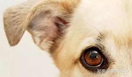 夏季 得注意包皮垢了 包皮垢的危害有哪些呢 知乎