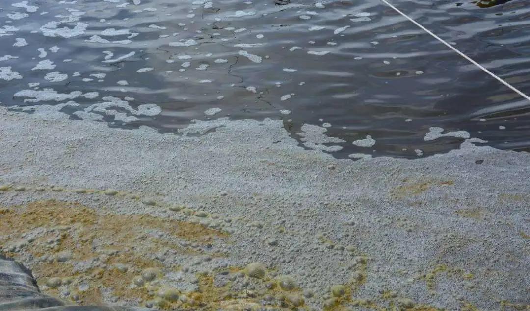 出现泡沫是因水体表面张力过大.