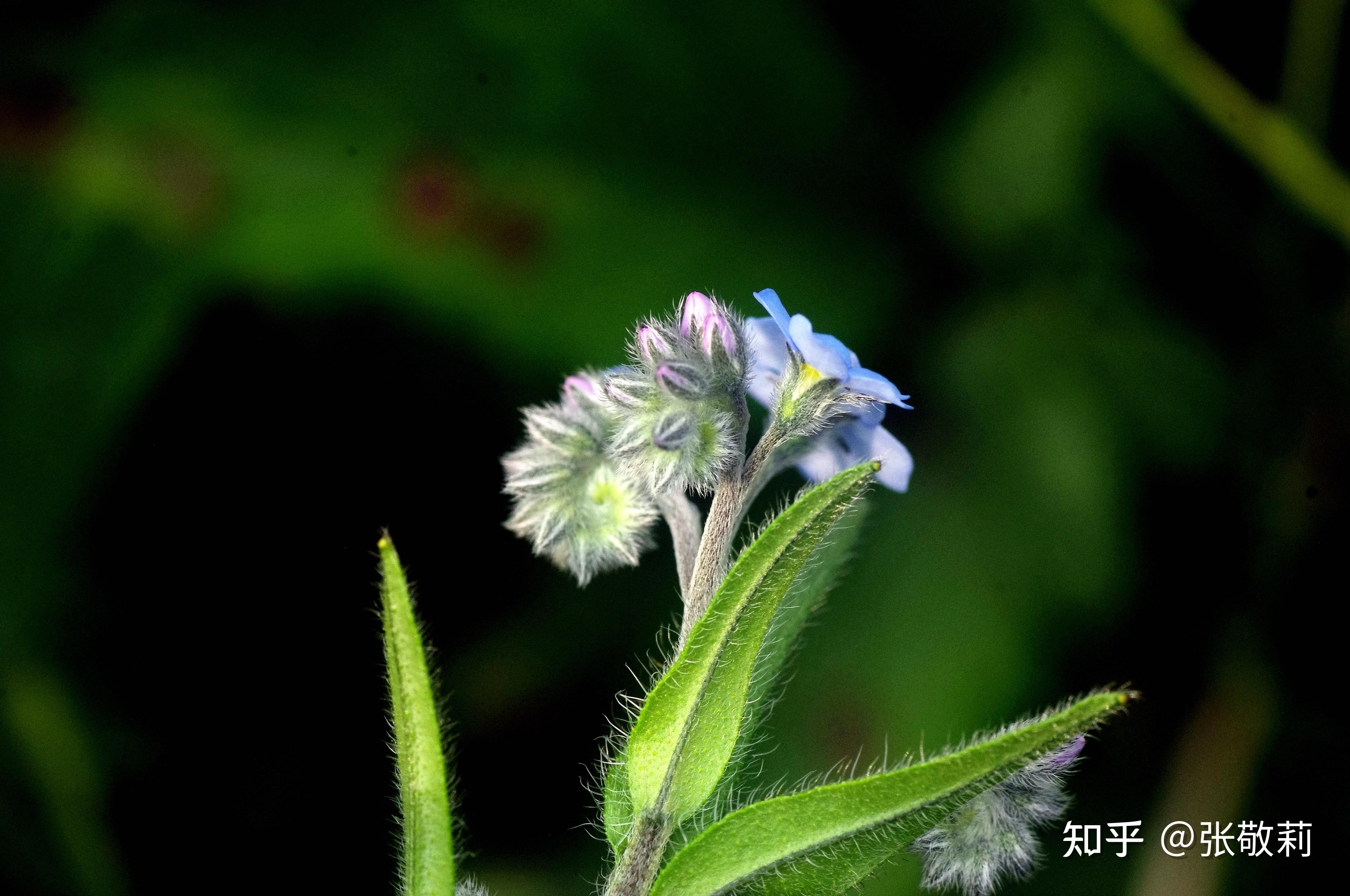 北方常见辐射对称合瓣花检索表(插图版) - 知乎
