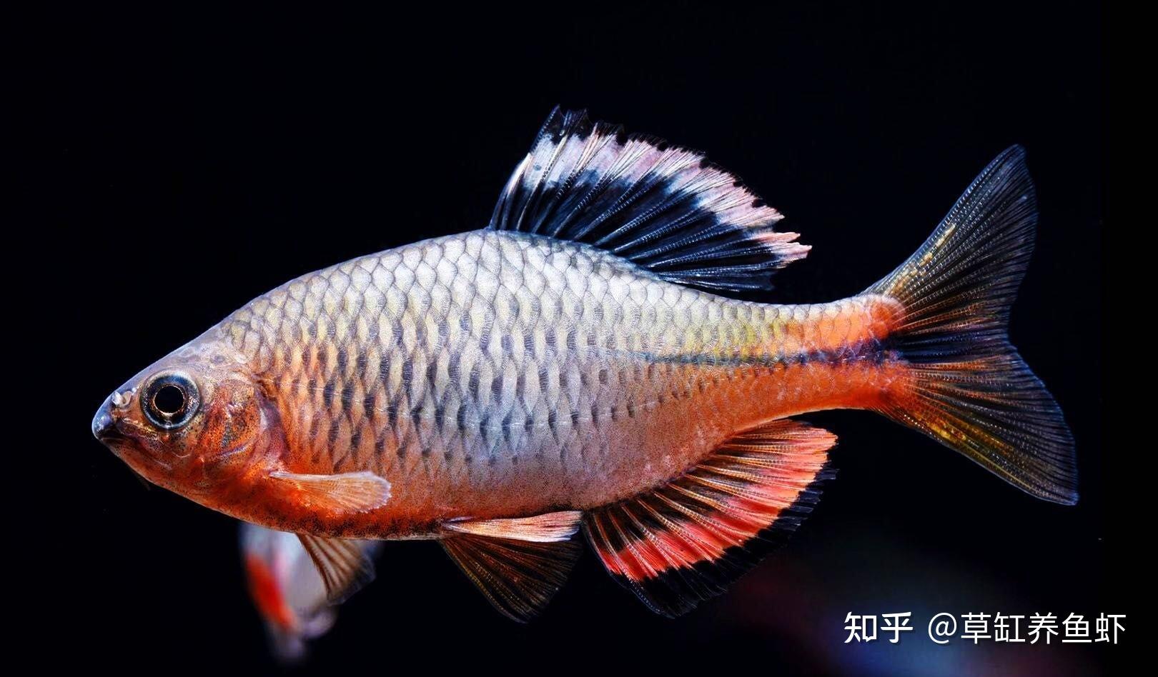 鳑鲏鱼,有很多细分的种类,属原生鱼.