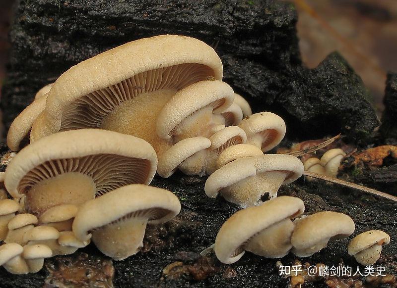 【地球生物全系列——从单细胞到人类】伞菌目—小菇科 - 知乎