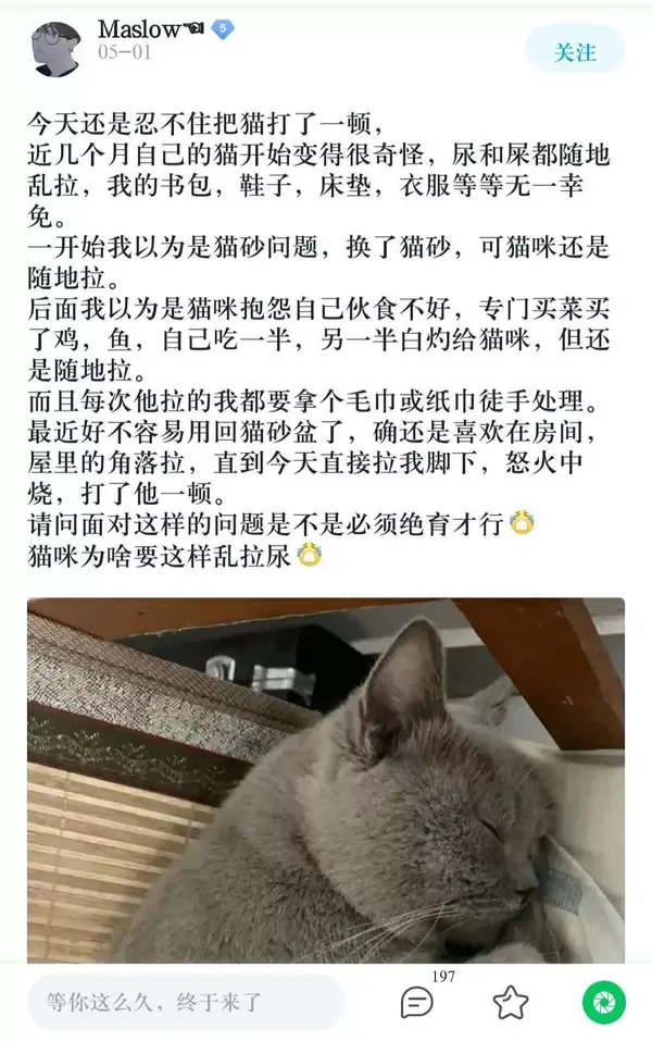 因为发情乱尿床 我把我的猫打吐血了 知乎