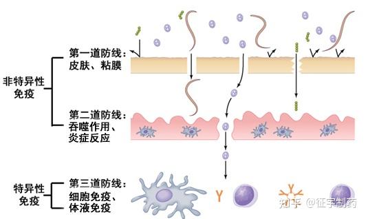 免疫力是世界上最好的医生免疫系统是如何发挥疾病免疫作用的呢