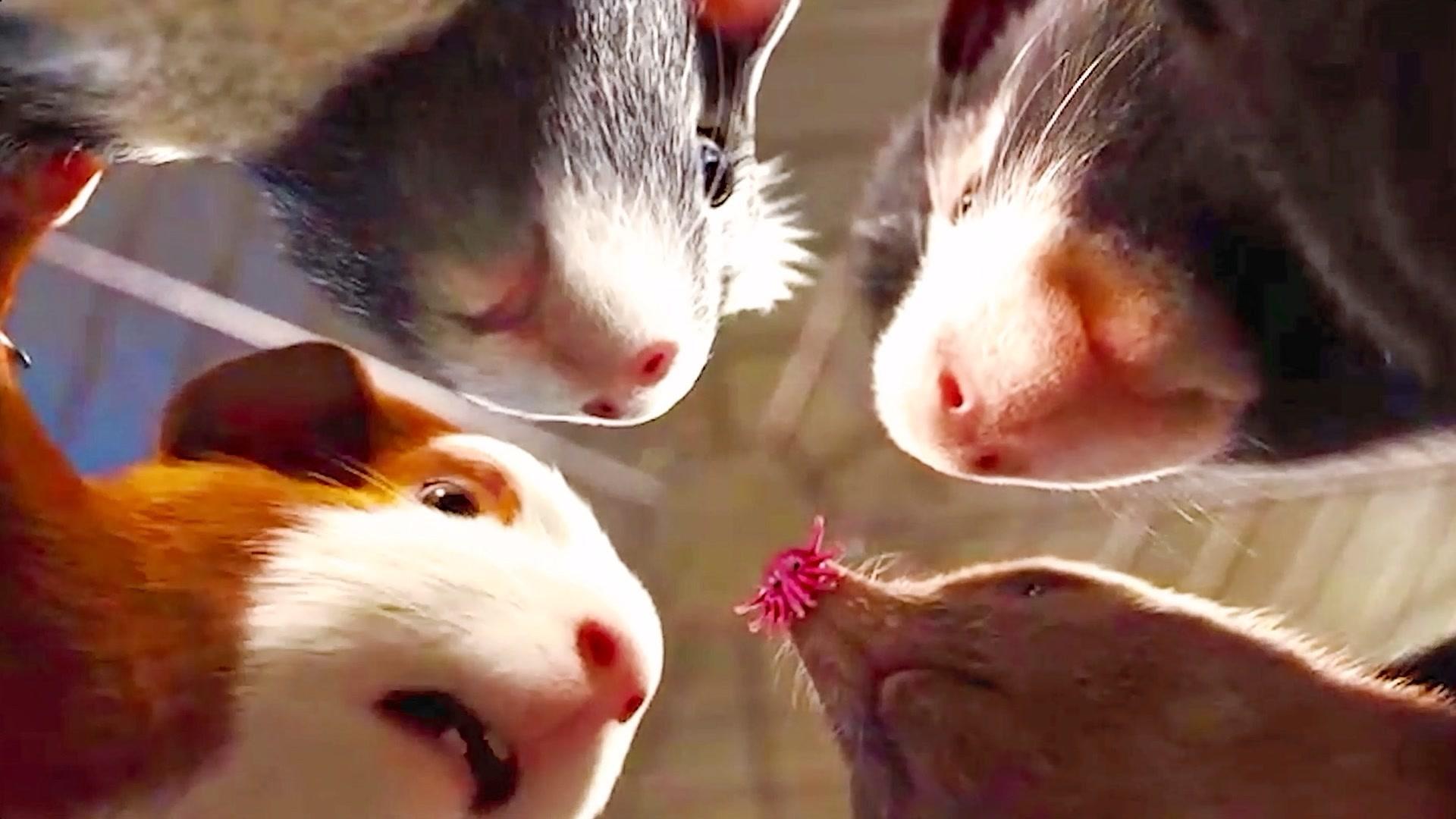 动物喜剧这群小豚鼠真是成了精个个身怀绝技还成了超级特工