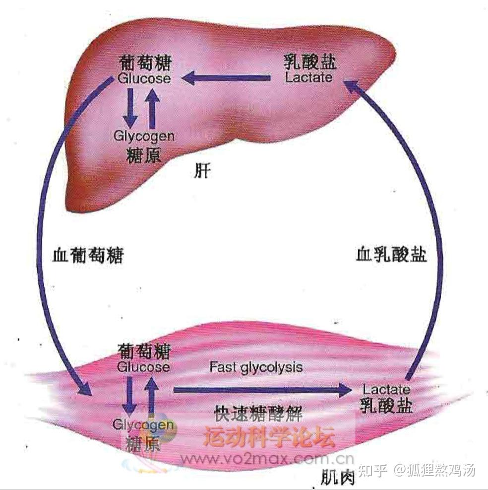 乳酸调节过程产生的能量化学反应两个途径碳水化合物糖酵解系统肌酸