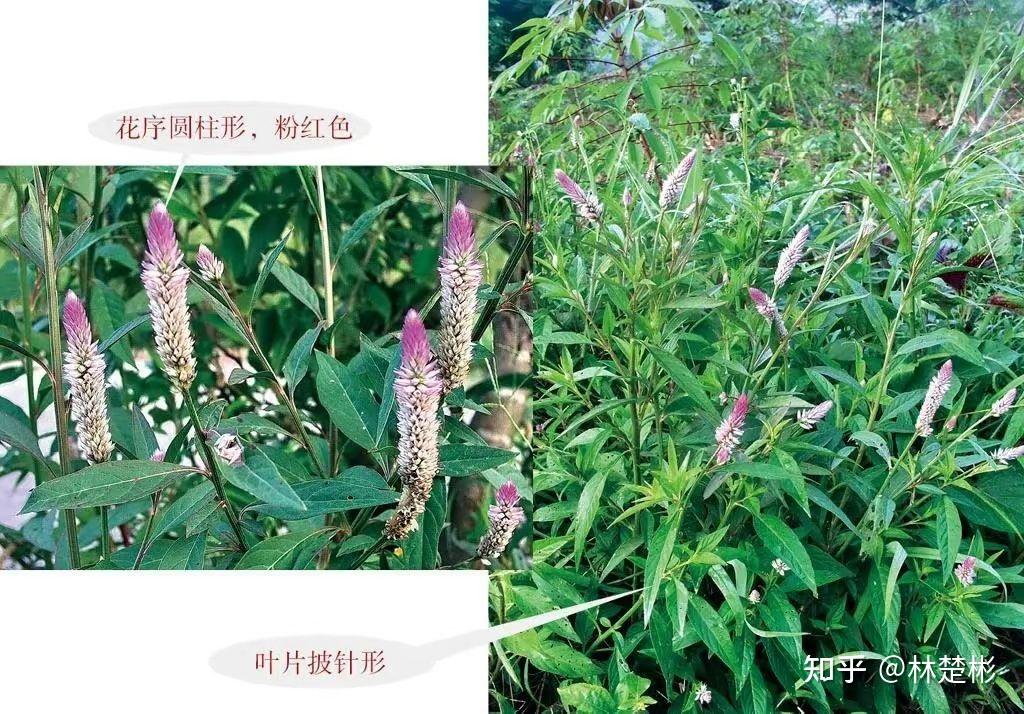 67种草本植物快速识别 - 知乎