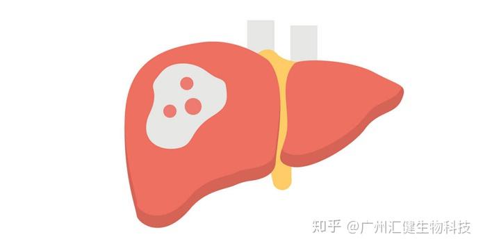 包括血清轉氨酶比基線降低了31%,γ-谷氨醯胺轉移酶比基線降低了