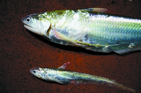 刀鱼之殇无可奈何的珍馐陨落