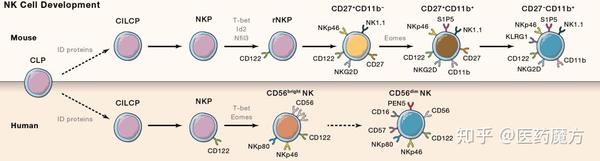 Nk细胞图鉴 知乎
