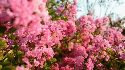 四川的初秋 从邂逅 粉色花海 开始 知乎
