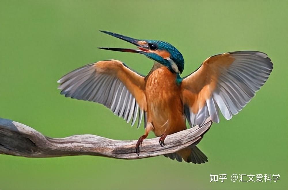 鸟类到底是怎么飞行的? - 知乎