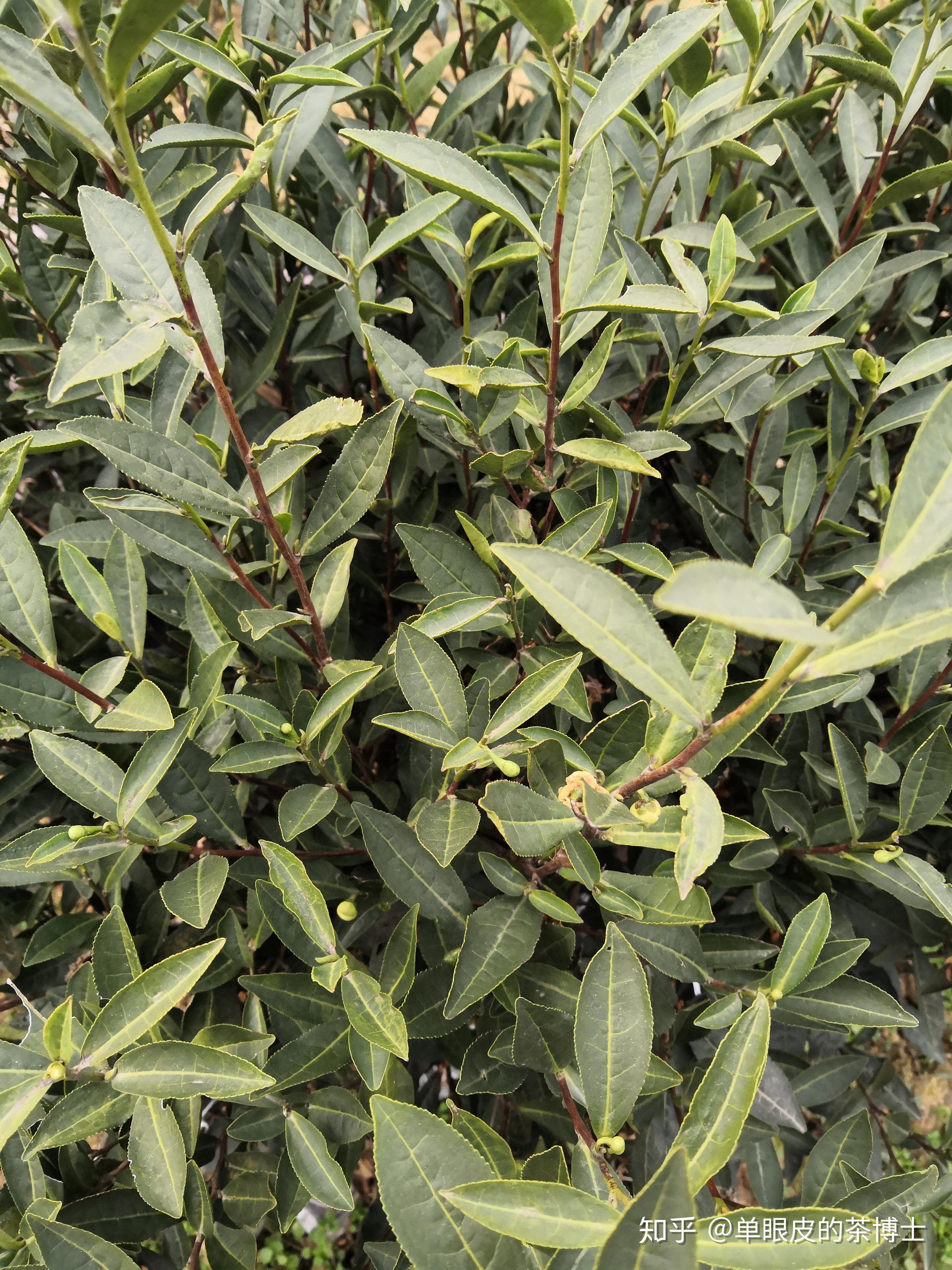 茶树品种信阳10号