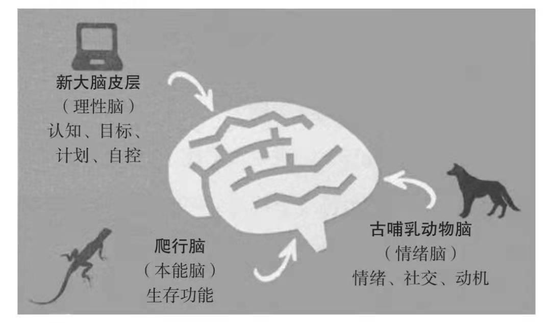 这就是著名的三重脑(triune brain)理论.