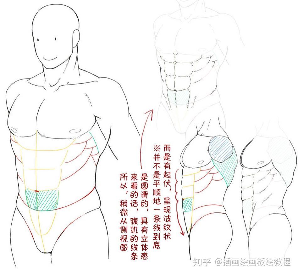 繪畫教程新手人物肌肉該怎麼畫各種人體肌肉畫法彙總