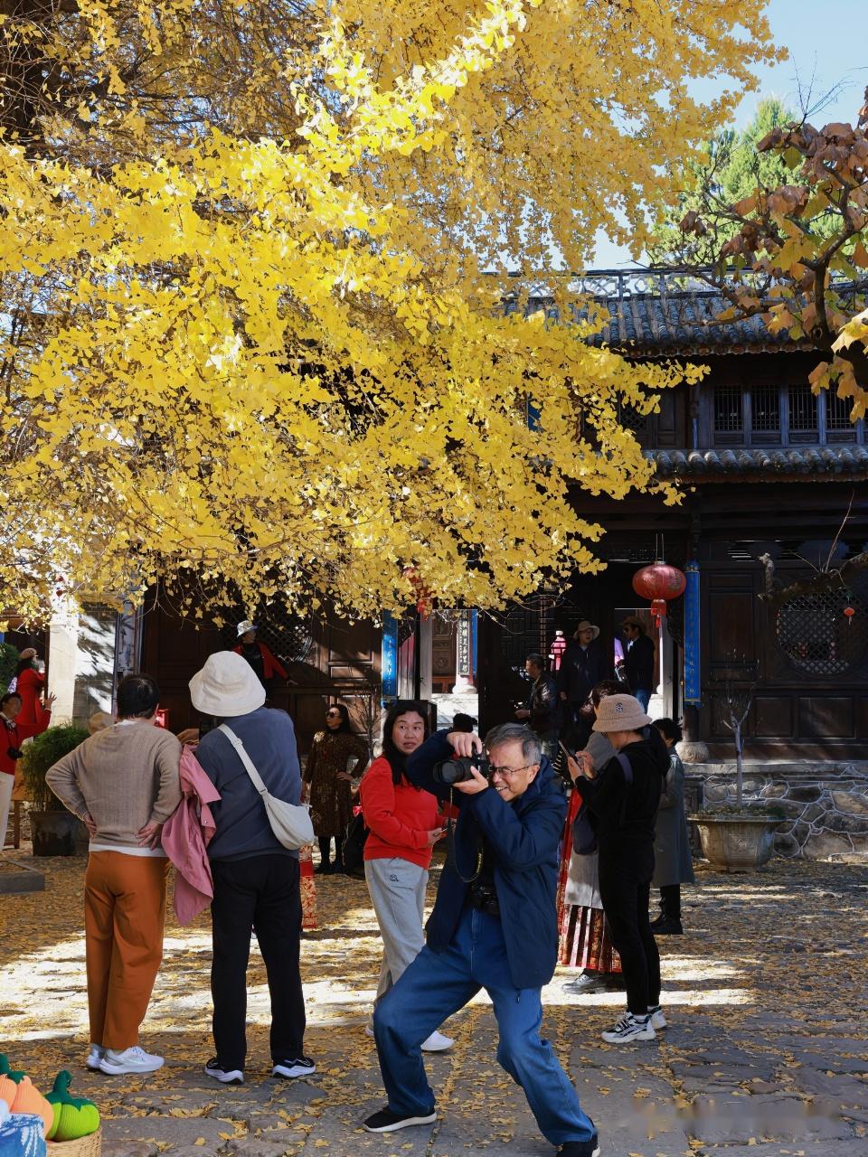 大理凤羽古镇|300年古银杏树,风景正当时!(附攻略) - 知乎