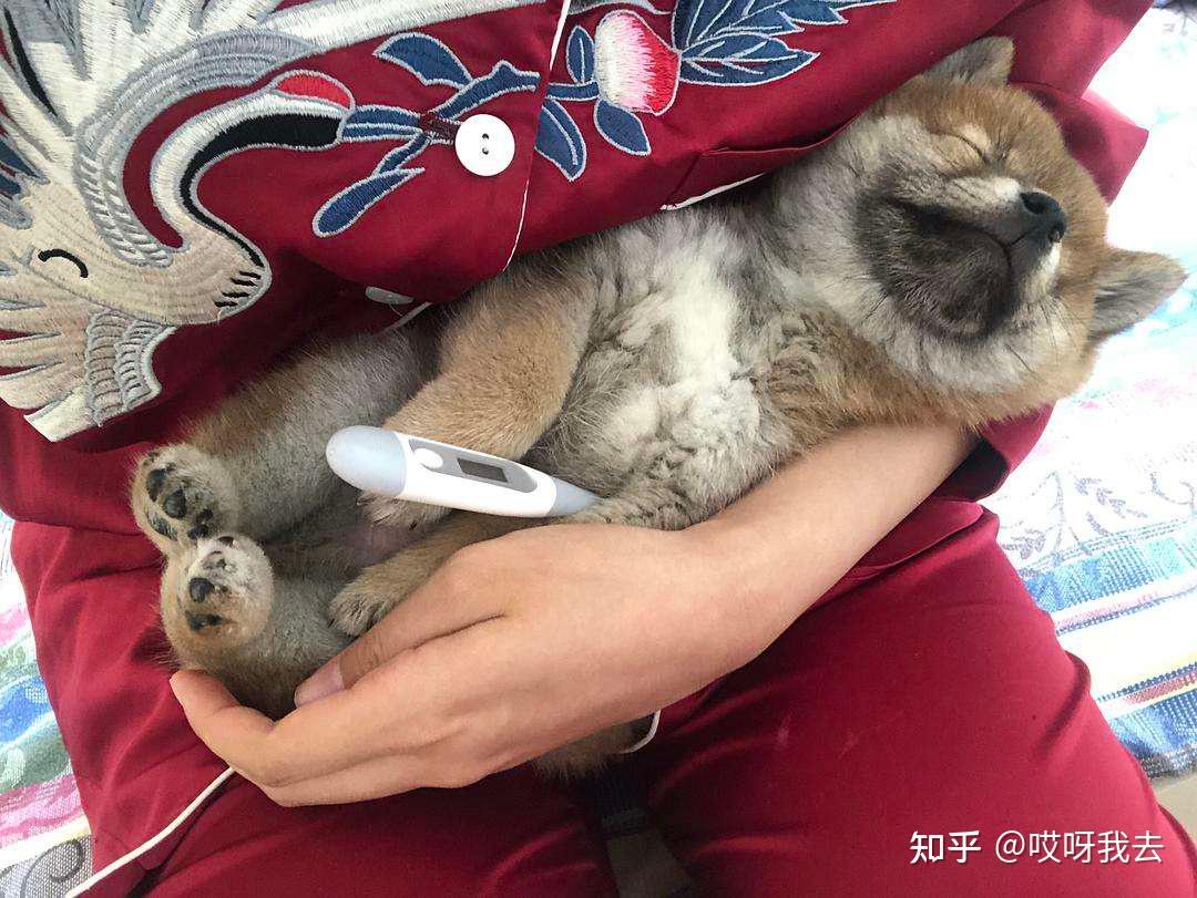 狗狗发烧如何测量体温