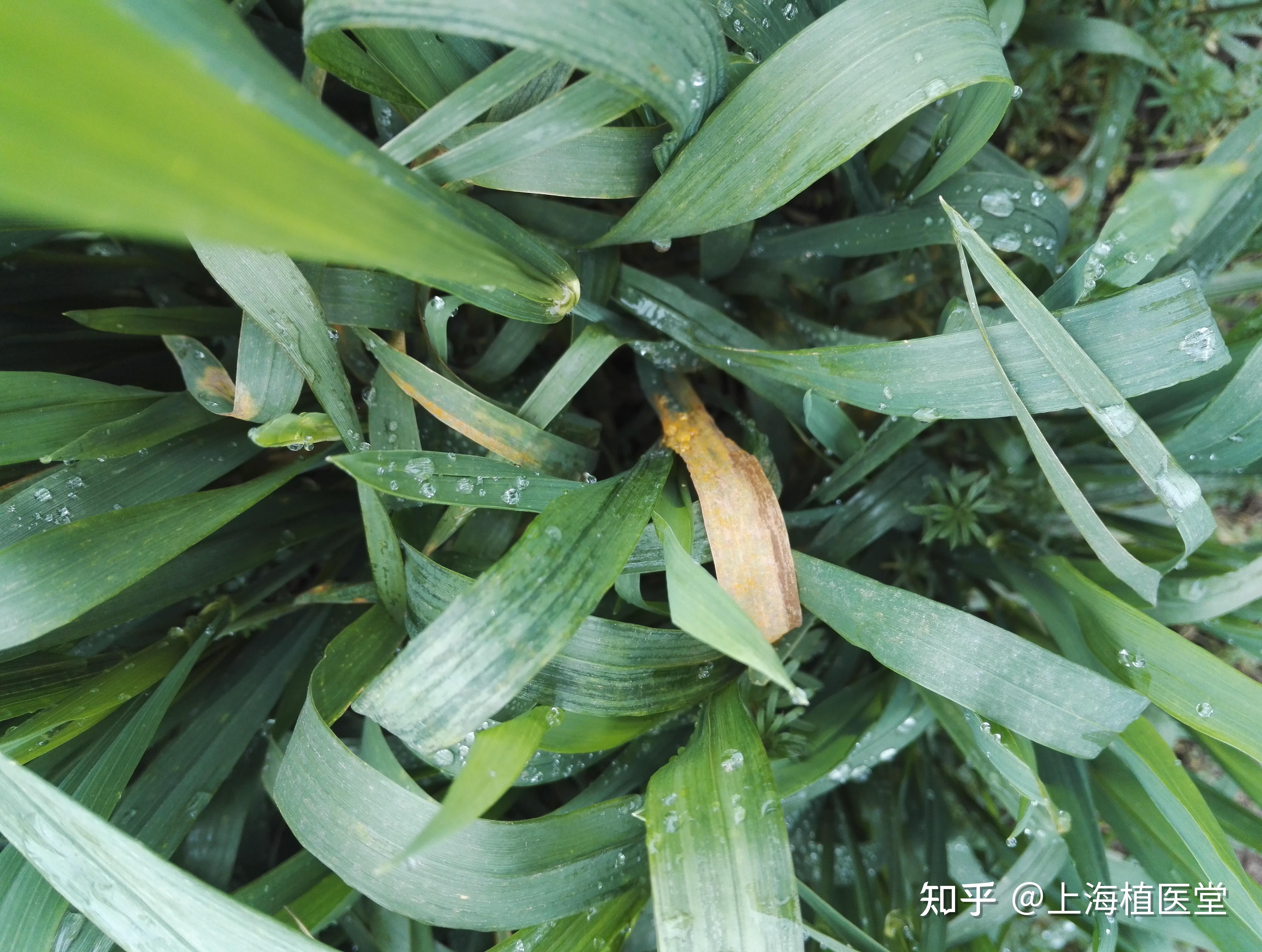 以後在發病部位產生鮮黃色虛線狀的粉皰(夏孢子堆),故名條鏽病,後期長